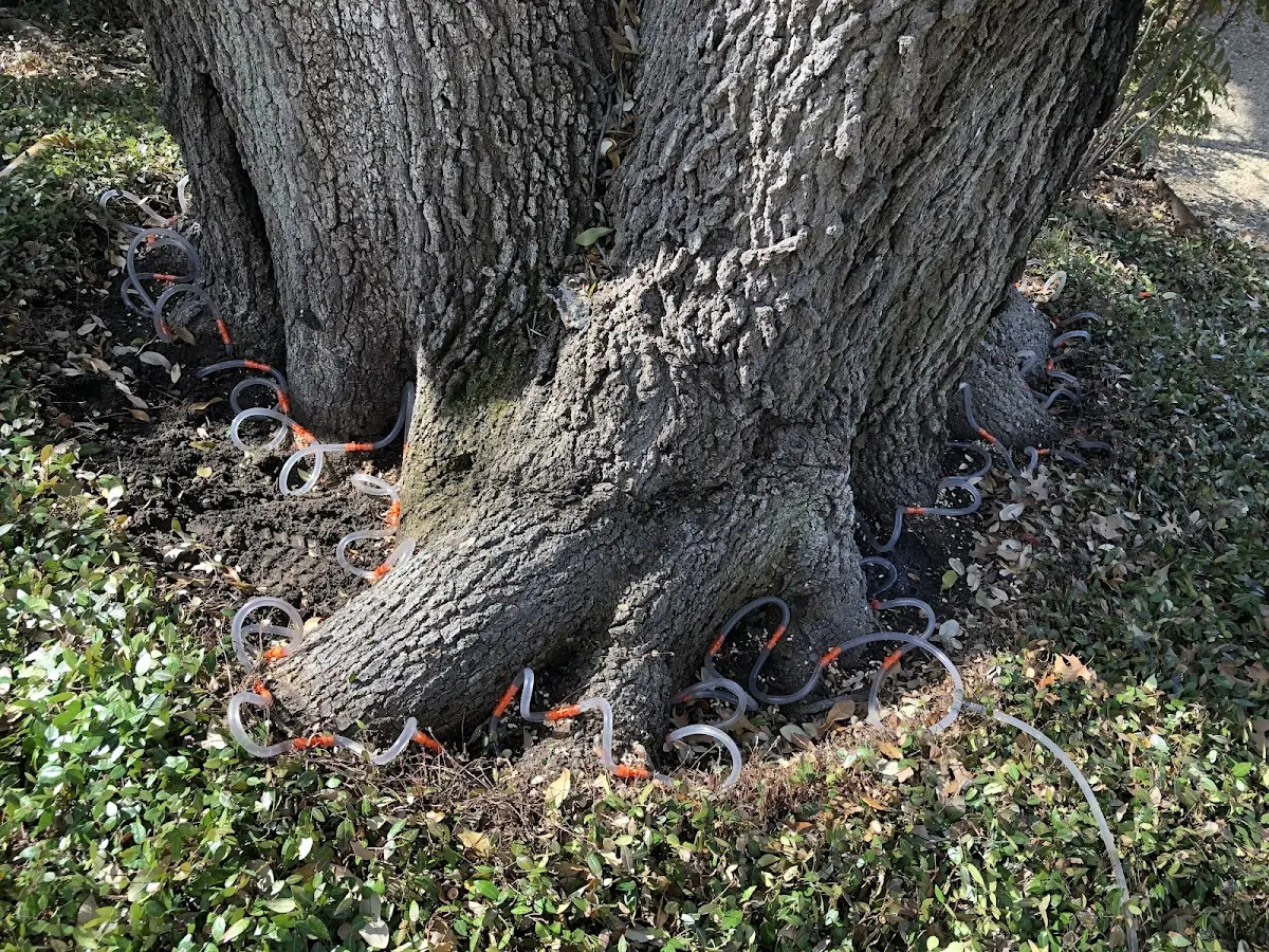 Detailed Tree Cabling and Bracing job site in Cuttingsville