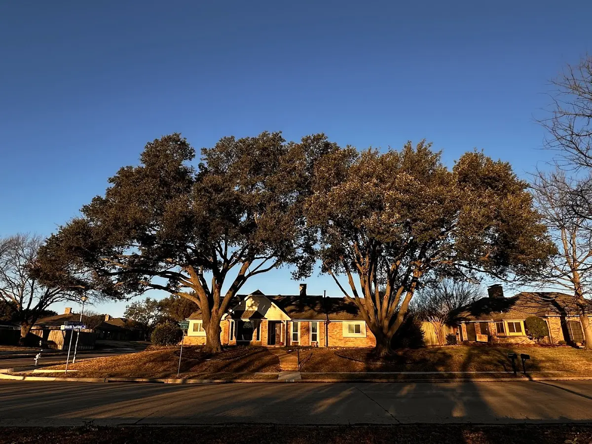 Established residential canopy tree shading a home in Cuttingsville